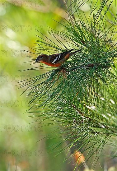 Hispaniola Crossbill