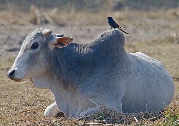 Domestic cattle