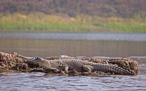 Gharial