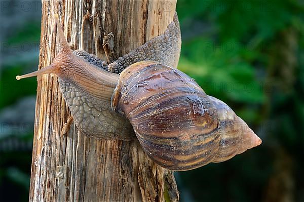 Big agate snail