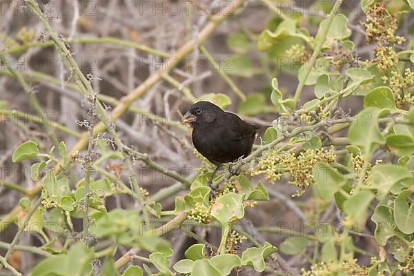 Medium Ground Finch