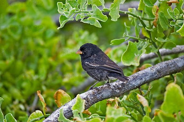 Small Ground Finch