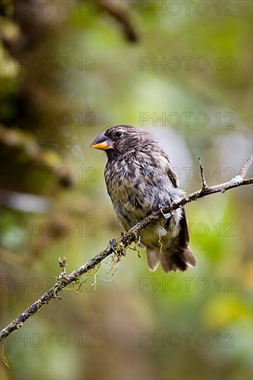 Medium Ground Finch