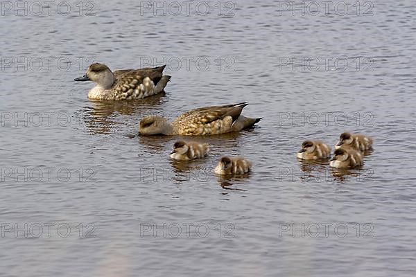 Crested Ducks Lophonetta speculariodes Family Group on the Waters of the Falkland Islands