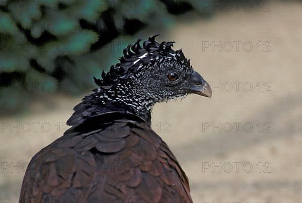 Greater great curassow