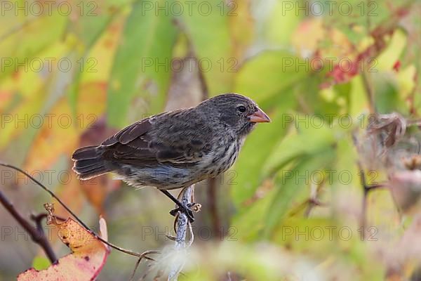 Small Ground Finch