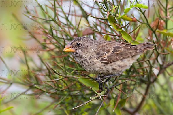 Medium Ground Finch