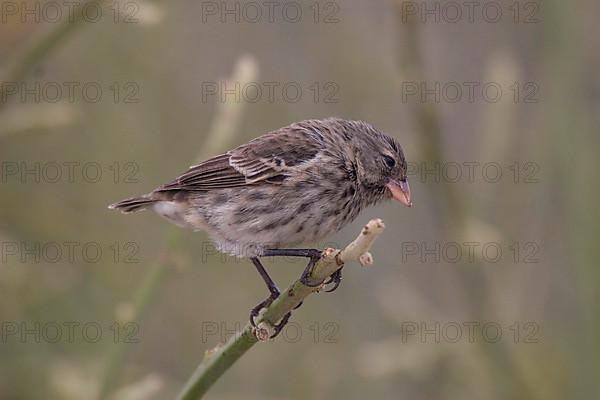 Small Ground Finch