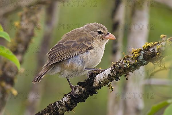 Woodpecker finch