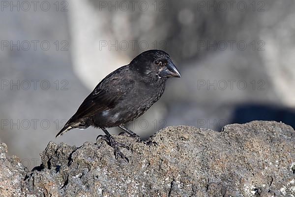 Ground Finch