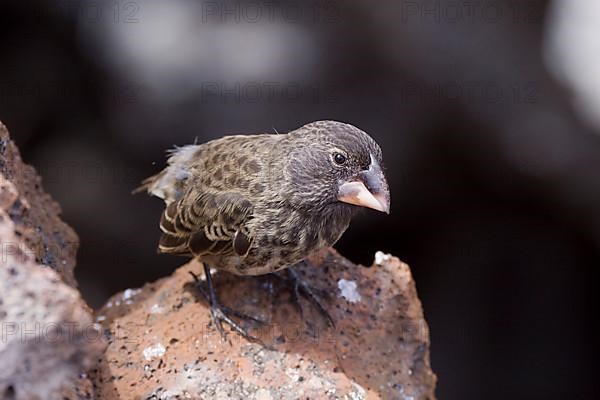 Ground Finch