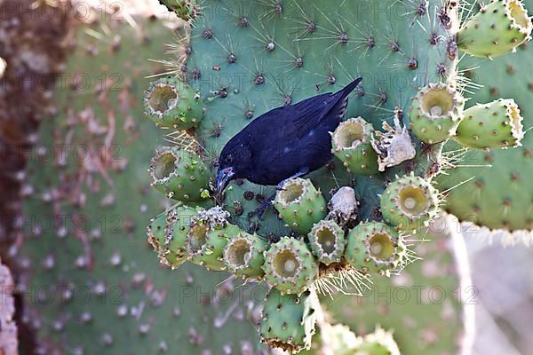 Cactus ground finch