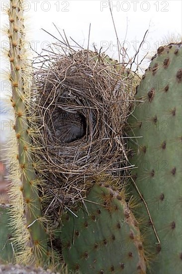 Cactus Ground Finch