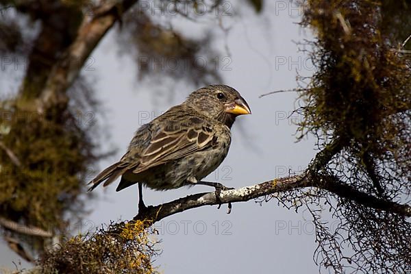 Medium Ground Finch