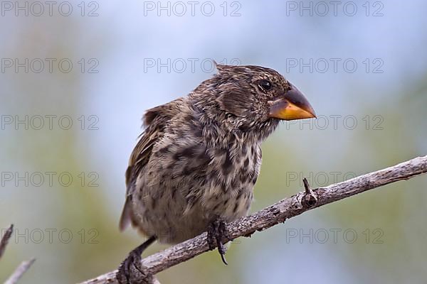 Large Ground Finch