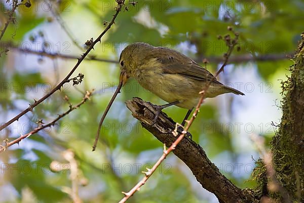 Woodpecker finch