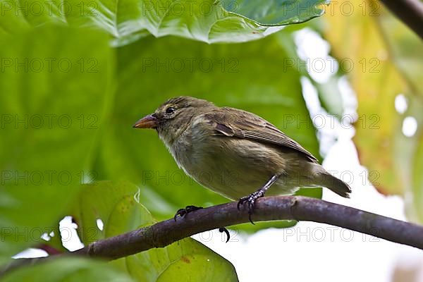 Woodpecker finch