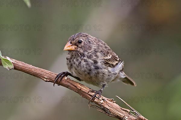 Small Ground Finch