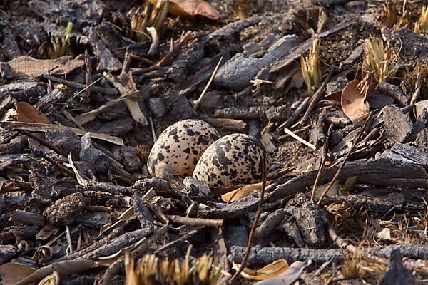 Nest and eggs of a winged bronze minnow