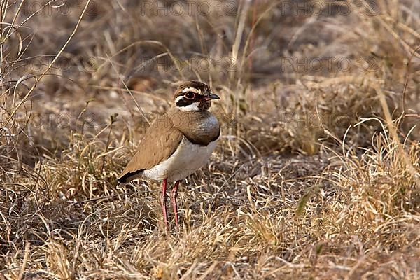 Bronze Winged Racer