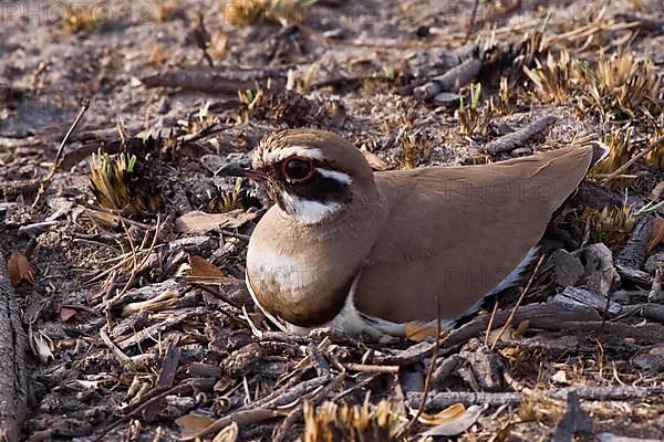 Bronze-winged Courser on nest