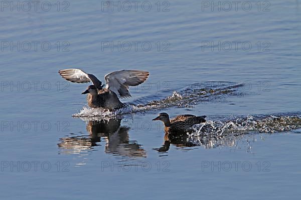 Gadwall