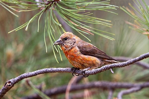 Spruce Crossbill