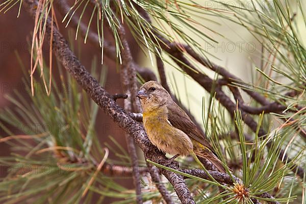 Spruce Crossbill