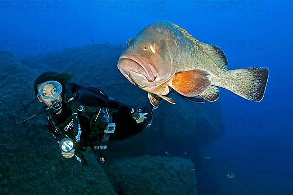 Dusky grouper