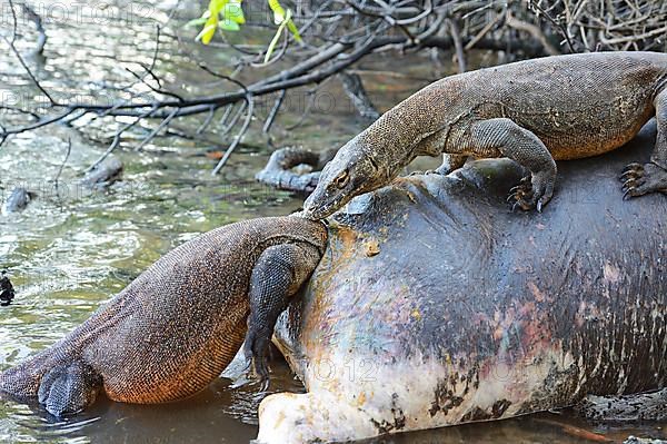 Komodo dragons