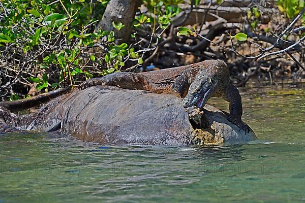 Komodo dragon