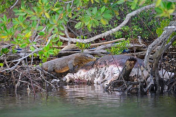 Komodo dragon