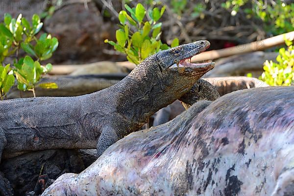 Komodo dragon