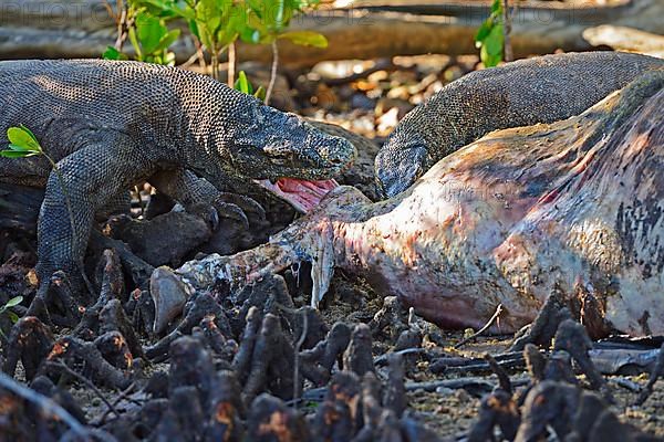 Komodo dragons