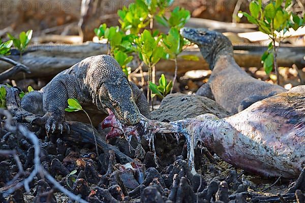 Komodo dragons