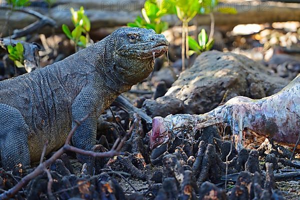 Komodo dragon