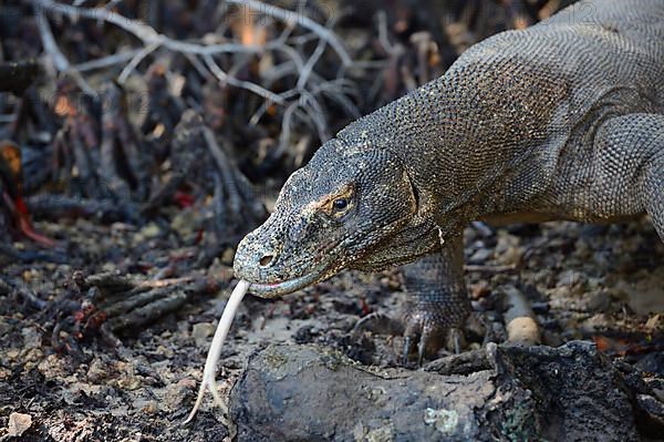 Komodo dragon