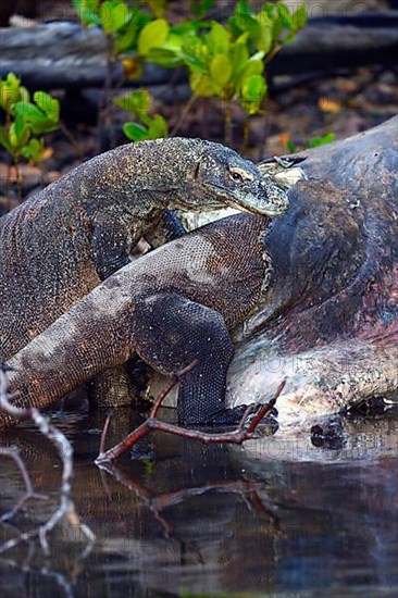 Komodo dragons