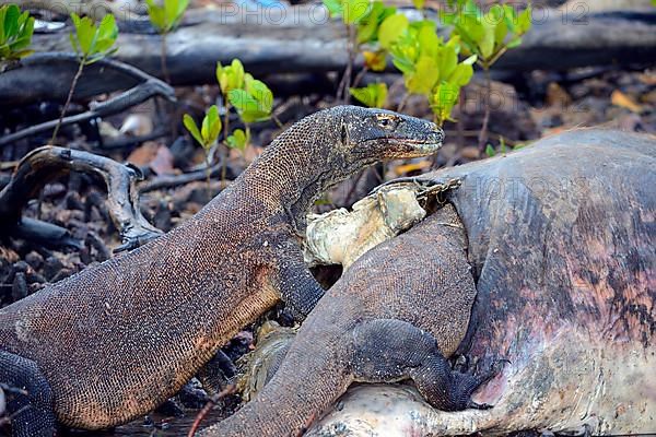 Komodo dragons