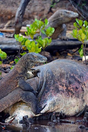 Komodo dragons