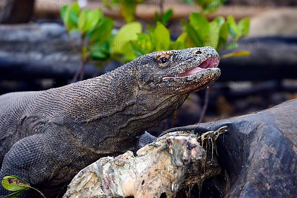 Komodo dragon