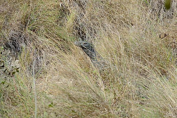 Komodo dragon