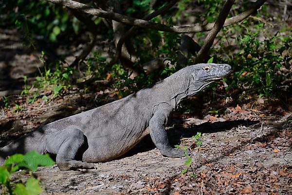 Komodo dragon