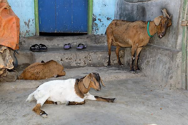 Goats in front of house