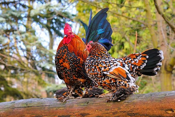 Feathered bantams