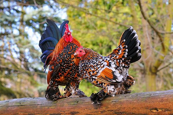 Feathered bantams