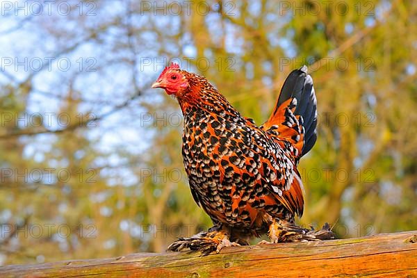 Feather-footed bantam