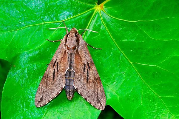 Pine Hawk Moth