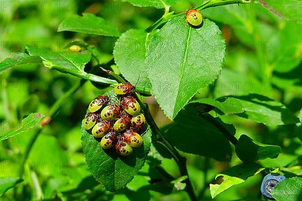 Trefoil spiny bug