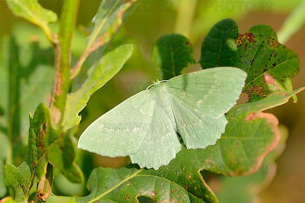 Large emerald